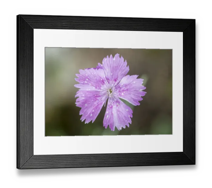 Framed Print : Cheddar pink (Dianthus gratianopolitanus) growing in a few places on the Mendip Hills Framed Print : Cheddar pink (Dianthus gratianopolitanus) growing in a few places on the Mendip Hills