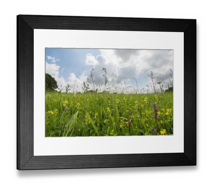 Framed Print : Clarkes pool meadow, an unimproved lowland hay meadow managed by the Gloucestershire Framed Print : Clarkes pool meadow, an unimproved lowland hay meadow managed by the Gloucestershire