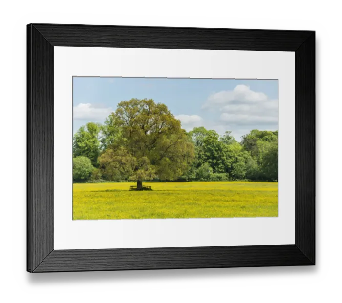 Framed Print : Buttercup (Ranunculus sp) field in early spring, Gloucestershire, England, UK, June Framed Print : Buttercup (Ranunculus sp) field in early spring, Gloucestershire, England, UK, June
