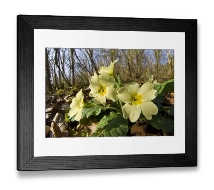 Framed Print : Primrose (Primula vulgaris) in Lower Woods, Gloucestershire, England, UK, March Framed Print : Primrose (Primula vulgaris) in Lower Woods, Gloucestershire, England, UK, March