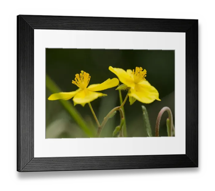 Framed Print : Common rockrose (Helianthemum nummularia) growing at Bishop Middleham quarry, Durham Framed Print : Common rockrose (Helianthemum nummularia) growing at Bishop Middleham quarry, Durham