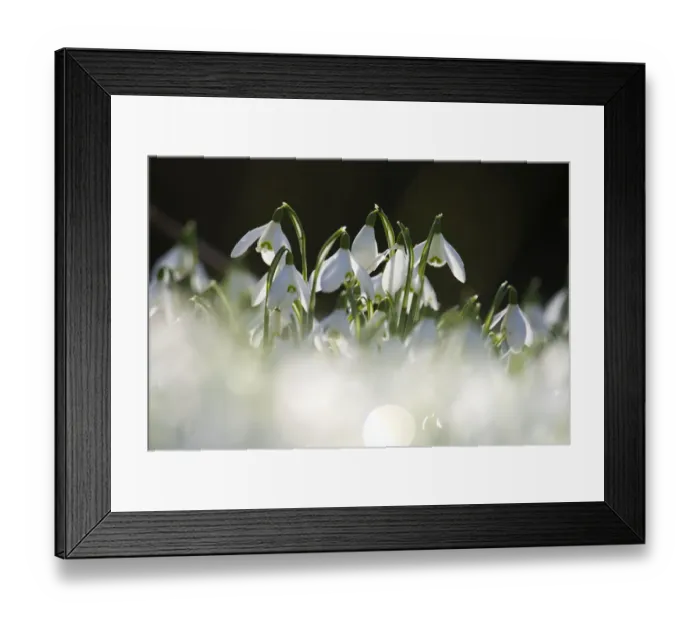 Framed Print : Common snowdrops (Galanthus nivalis) growing at Welford Park, Berkshire, England, UK Framed Print : Common snowdrops (Galanthus nivalis) growing at Welford Park, Berkshire, England, UK