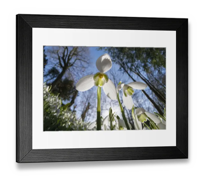Framed Print : Common snowdrops (Galanthis nivalis) growing in the Rococo Gardens, Painswick Framed Print : Common snowdrops (Galanthis nivalis) growing in the Rococo Gardens, Painswick