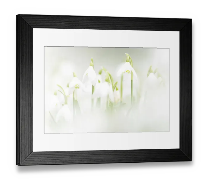 Framed Print : Common snowdrops (Galanthis nivalis) growing in the Rococo Gardens at Painswick Framed Print : Common snowdrops (Galanthis nivalis) growing in the Rococo Gardens at Painswick