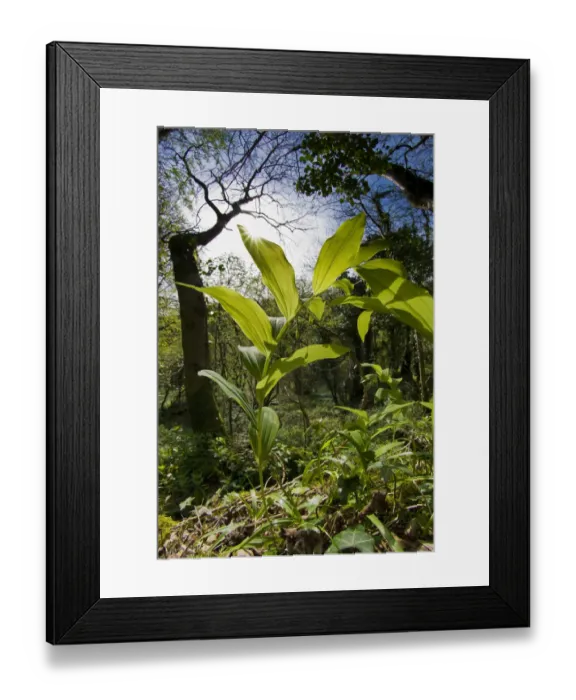 Framed Print : Common Solomons seal (Polygonatum multiflorum) in Cooks Wood, Somerset, UK Framed Print : Common Solomons seal (Polygonatum multiflorum) in Cooks Wood, Somerset, UK