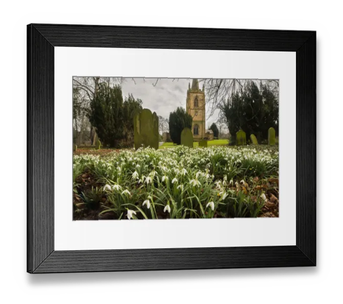 Framed Print : Commonly planted in churchyards, Common snowdrops (Galanthus nivalis Framed Print : Commonly planted in churchyards, Common snowdrops (Galanthus nivalis