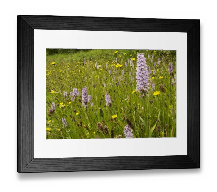 Framed Print : Common spotted orchid (Dactylorhiza fuchsii) on a roadside verge near Bristol, England Framed Print : Common spotted orchid (Dactylorhiza fuchsii) on a roadside verge near Bristol, England