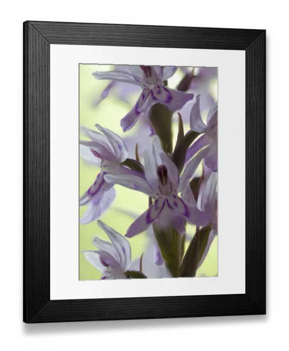 Framed Print : Common spotted orchid (Dactylorhiza fuchsii) close up of flower, England, UK, June Framed Print : Common spotted orchid (Dactylorhiza fuchsii) close up of flower, England, UK, June
