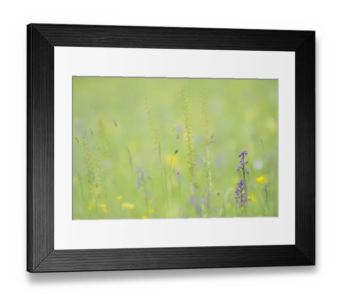 Framed Print : Common twayblade (Neottia ovata) a common specied of orchid of both woodland Framed Print : Common twayblade (Neottia ovata) a common specied of orchid of both woodland
