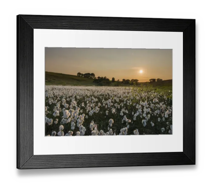 Framed Print : Common cottongrass (Eriophorum angustifolium) at sunset, growing in a valley bog