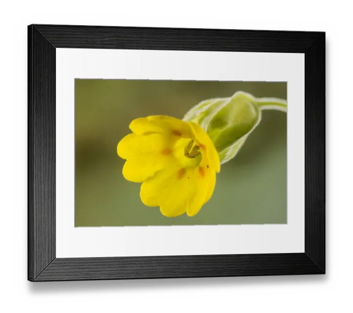 Framed Print : Cowslip (Primula veris) flower. England, UK, April Framed Print : Cowslip (Primula veris) flower. England, UK, April