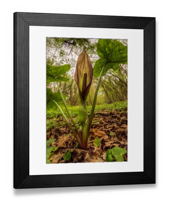 Framed Print : Cuckoo pint or Lords and Ladies (Arum maculatum) in Lower Woods, Gloucestershire, UK Framed Print : Cuckoo pint or Lords and Ladies (Arum maculatum) in Lower Woods, Gloucestershire, UK