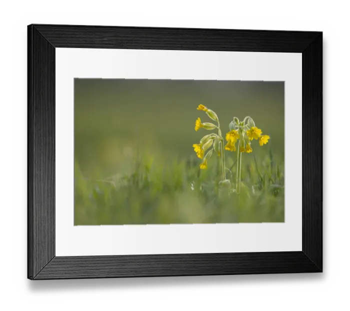Framed Print : Cowslip (Primula veris) growing at Clattinger Farm Reserve, Wiltshire, England, UK, April Framed Print : Cowslip (Primula veris) growing at Clattinger Farm Reserve, Wiltshire, England, UK, April