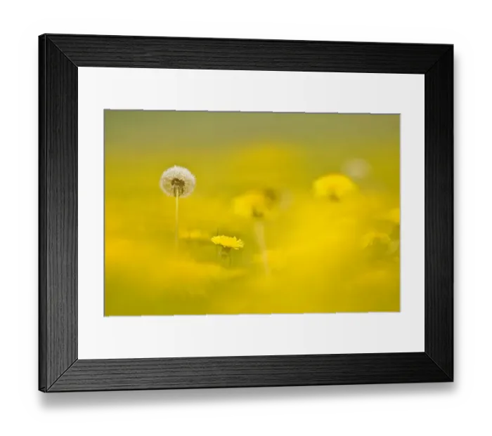 Framed Print : Dandelion (Taraxacum sp. ) seed head. Near Petty France, Gloucestershire, UK. April Framed Print : Dandelion (Taraxacum sp. ) seed head. Near Petty France, Gloucestershire, UK. April