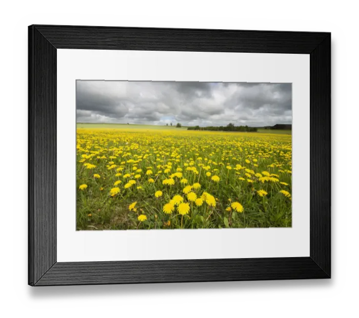 Framed Print : Dandelion fiowers (Taraxacum sp. ) in field near Old Sodbury, Gloucestershire, England Framed Print : Dandelion fiowers (Taraxacum sp. ) in field near Old Sodbury, Gloucestershire, England