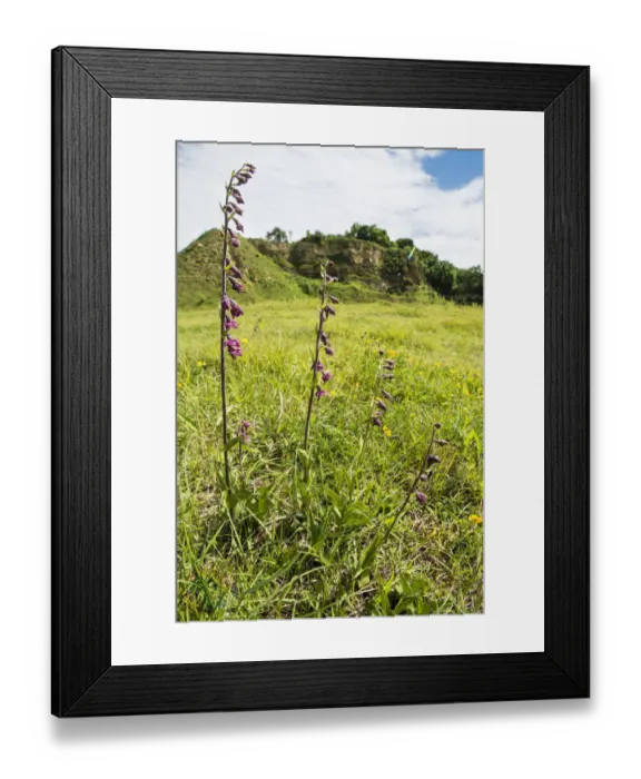 Framed Print : Dark red helleborine (Epipactis atrorubens ), a rare orchid Framed Print : Dark red helleborine (Epipactis atrorubens ), a rare orchid