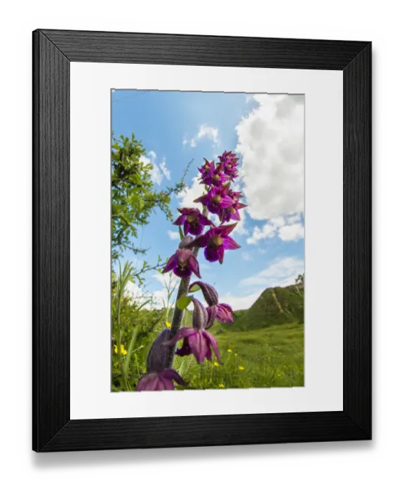 Framed Print : Dark red helleborine (Epipactis atrorubens ), a rare orchid Framed Print : Dark red helleborine (Epipactis atrorubens ), a rare orchid