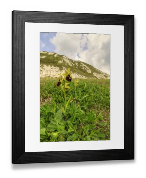 Framed Print : Early spider orchid (Ophrys spegodes) growing on Samphire Hoe near Dover, Kent, England Framed Print : Early spider orchid (Ophrys spegodes) growing on Samphire Hoe near Dover, Kent, England