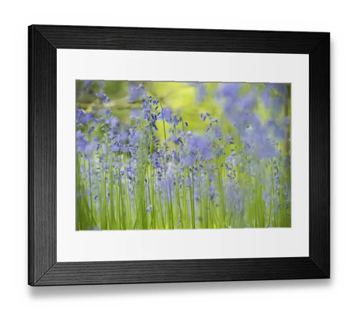 Framed Print : English bluebell (Hyacinthoides non-scripta) Lower Woods, Gloucestershire, England, UK Framed Print : English bluebell (Hyacinthoides non-scripta) Lower Woods, Gloucestershire, England, UK