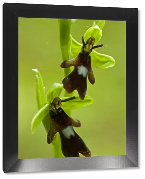 Fly orchid (Ophrys insectifera) growing in Chappetts Copse, Hampshire, England, UK
