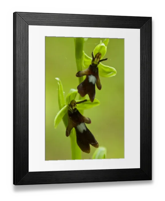 Framed Print : Fly orchid (Ophrys insectifera) growing in Chappetts Copse, Hampshire, England, UK Framed Print : Fly orchid (Ophrys insectifera) growing in Chappetts Copse, Hampshire, England, UK