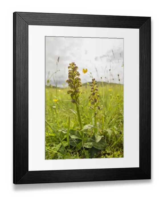 Framed Print : Frog orchid (Dactylorhiza viride) growing on the machair at Horgabost, South Harris Framed Print : Frog orchid (Dactylorhiza viride) growing on the machair at Horgabost, South Harris