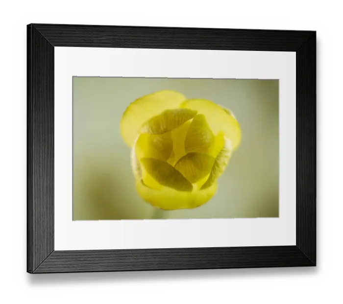 Framed Print : Globe flower (Trollius europaeus) England, UK, May Framed Print : Globe flower (Trollius europaeus) England, UK, May