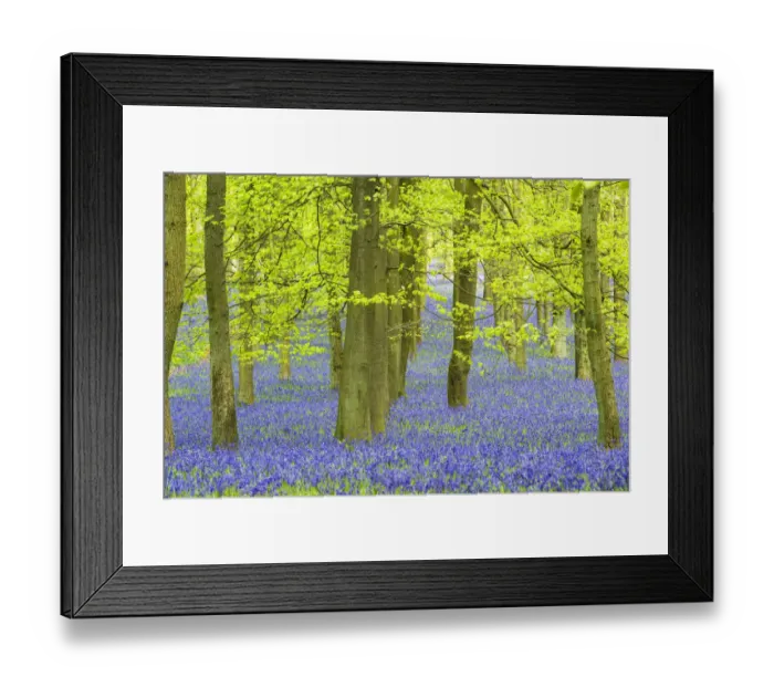 Framed Print : Englsih bluebell (Hyacinthoides non-scripta) Ashridge Wood, Berkshire, England, UK, April Framed Print : Englsih bluebell (Hyacinthoides non-scripta) Ashridge Wood, Berkshire, England, UK, April