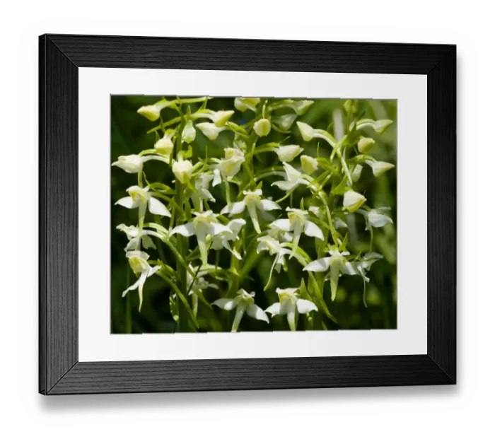 Framed Print : Greater butterfly orchid (Platanthera chlorantha) Lower Woods, Gloucestershire, England Framed Print : Greater butterfly orchid (Platanthera chlorantha) Lower Woods, Gloucestershire, England