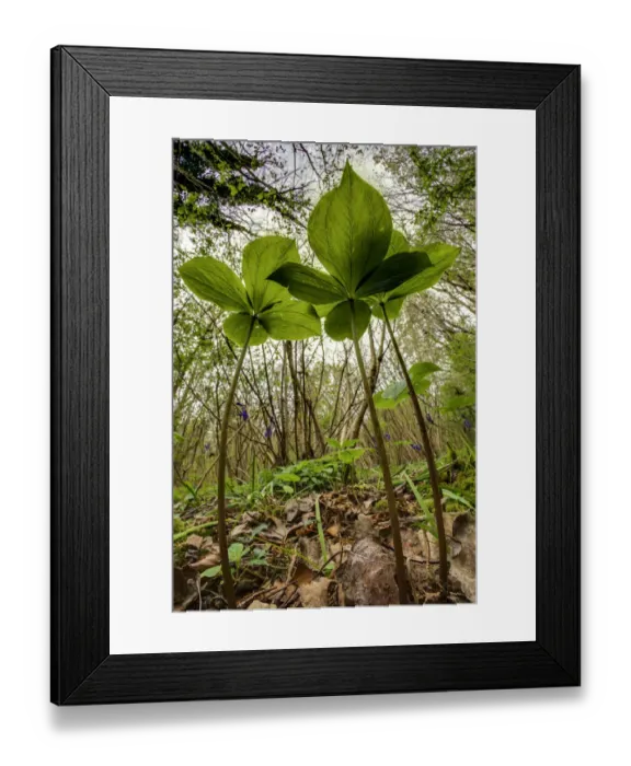 Framed Print : Herb paris (Paris quadrifolia) in Lower Woods, Gloucestershire, UK. April Framed Print : Herb paris (Paris quadrifolia) in Lower Woods, Gloucestershire, UK. April