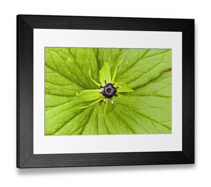 Framed Print : Herb paris (Paris quadrifolia) in Lower Woods, Gloucestershire, England, UK Framed Print : Herb paris (Paris quadrifolia) in Lower Woods, Gloucestershire, England, UK