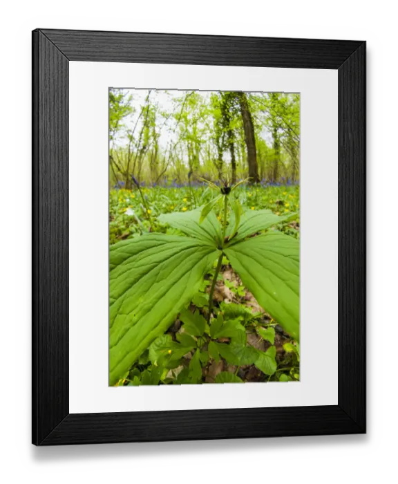 Framed Print : Herb paris (Paris quadrifolia) in Lower Woods, Gloucestershire, UK. April Framed Print : Herb paris (Paris quadrifolia) in Lower Woods, Gloucestershire, UK. April
