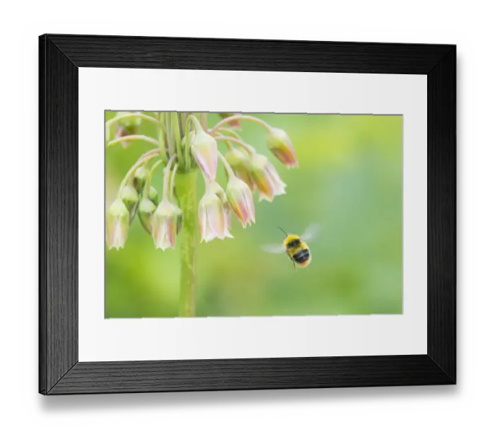 Framed Print : Honey garlic (Nectaroscordium siculum) with Bumblebee in flight Framed Print : Honey garlic (Nectaroscordium siculum) with Bumblebee in flight