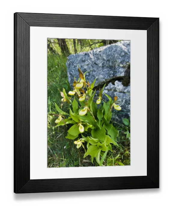 Framed Print : Yellow ladys slipper orchid (Cypripidium calceolus Framed Print : Yellow ladys slipper orchid (Cypripidium calceolus