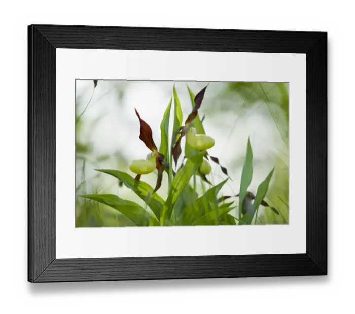 Framed Print : Yellow ladys slipper orchid (Cypripidium calceolus Framed Print : Yellow ladys slipper orchid (Cypripidium calceolus