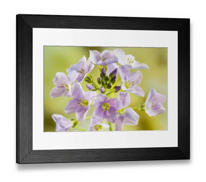 Framed Print : Cuckoo flower or Ladys smock (Cardamine pratensis) on Hawkesbury Common