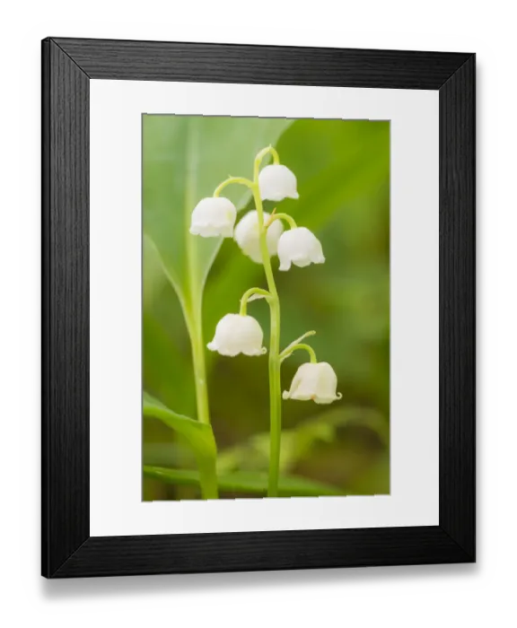 Framed Print : Lily of the valley (Convallaria majalis) at Siccaridge Wood, Gloucestershire, England, UK Framed Print : Lily of the valley (Convallaria majalis) at Siccaridge Wood, Gloucestershire, England, UK