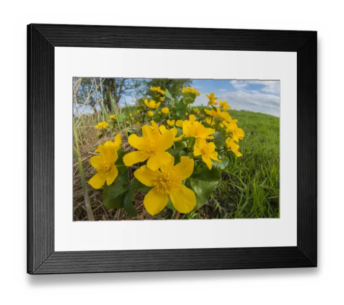 Framed Print : Marsh marigold (Caltha palustris) UK, May Framed Print : Marsh marigold (Caltha palustris) UK, May