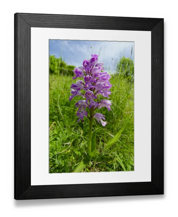 Framed Print : Military orchid (Orchis miliitaris) a very rare orchid in Britain Framed Print : Military orchid (Orchis miliitaris) a very rare orchid in Britain
