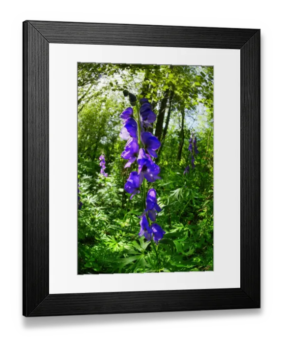 Framed Print : Monkshood (Aconitum napellus) growing on the banks of the Mells Stream in Edford Woods Framed Print : Monkshood (Aconitum napellus) growing on the banks of the Mells Stream in Edford Woods