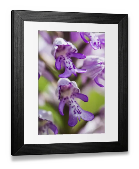 Framed Print : Military orchid (Orchis miliitaris) a very rare orchid in Britain Framed Print : Military orchid (Orchis miliitaris) a very rare orchid in Britain