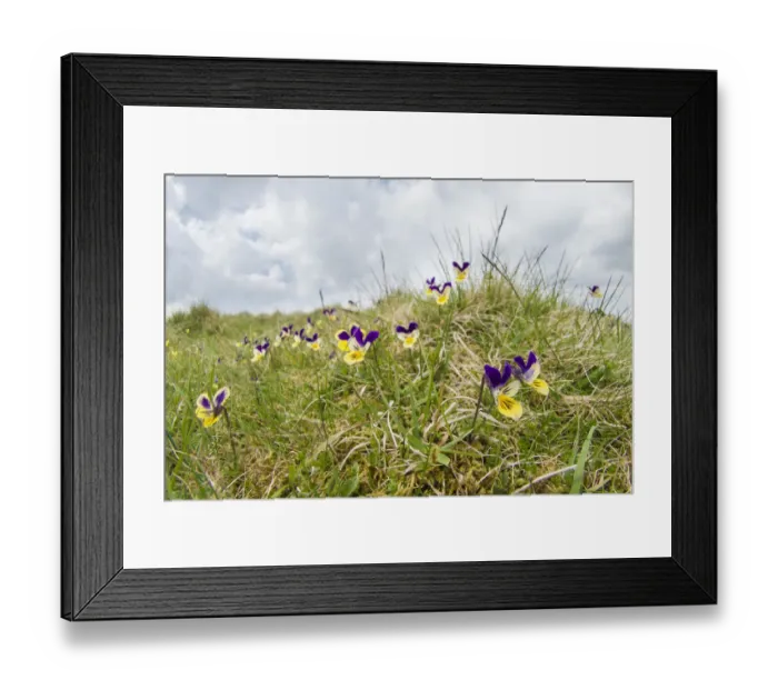 Framed Print : Mountain pansy (Viola lutea) on Widdybank Fell in Upper Teesdale, Co Framed Print : Mountain pansy (Viola lutea) on Widdybank Fell in Upper Teesdale, Co