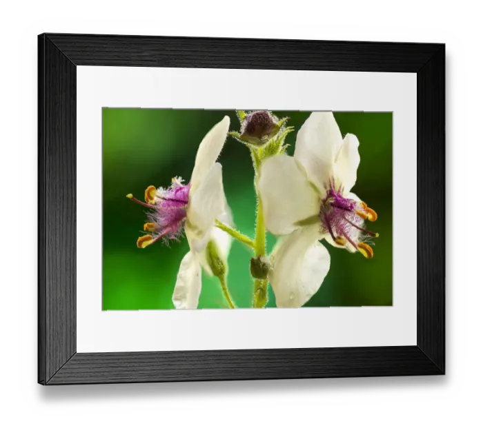 Framed Print : Moth mullein (Verbascum blattaria) UK, July Framed Print : Moth mullein (Verbascum blattaria) UK, July