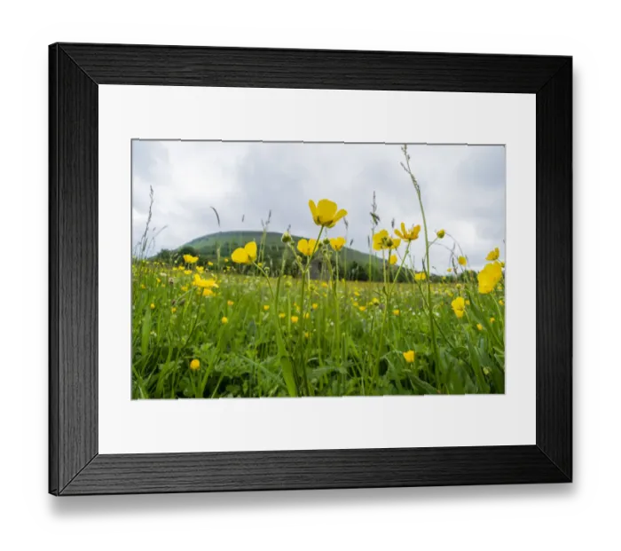 Framed Print : Muker Meadows National Nature Reserve with buttercups, Swaledale, Yorkshire, England, UK Framed Print : Muker Meadows National Nature Reserve with buttercups, Swaledale, Yorkshire, England, UK