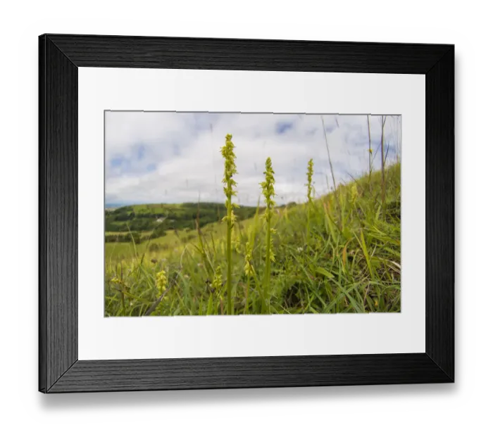 Framed Print : Musk orchid (Herminium monorchis) growing on the scarp slope of the Cotswolds at Crickley Framed Print : Musk orchid (Herminium monorchis) growing on the scarp slope of the Cotswolds at Crickley