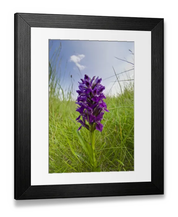 Framed Print : Northern marsh orchid (Dactylorhiza purpurella) at Teesmouth National Nature Reserve Framed Print : Northern marsh orchid (Dactylorhiza purpurella) at Teesmouth National Nature Reserve