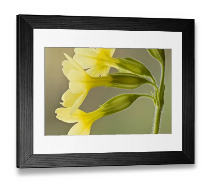 Framed Print : Oxlip (Primula elatior), Hayley Wood, Cambridgeshire, a Wildlife Trust for Bedfordshire Framed Print : Oxlip (Primula elatior), Hayley Wood, Cambridgeshire, a Wildlife Trust for Bedfordshire