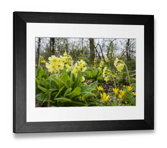Framed Print : Oxlip (Primula elatior) growing in Shadwell Woods Reserve, Essex, England, UK, April Framed Print : Oxlip (Primula elatior) growing in Shadwell Woods Reserve, Essex, England, UK, April