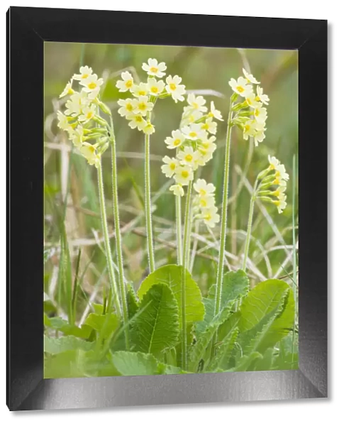 Oxlip (Primula elatior) growing in Shadwell Woods Reserve, Essex, England, UK, April