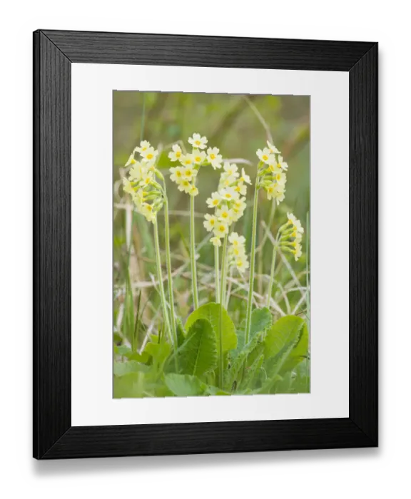 Framed Print : Oxlip (Primula elatior) growing in Shadwell Woods Reserve, Essex, England, UK, April Framed Print : Oxlip (Primula elatior) growing in Shadwell Woods Reserve, Essex, England, UK, April